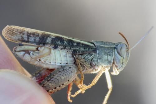 Calliptamus italicus italicus